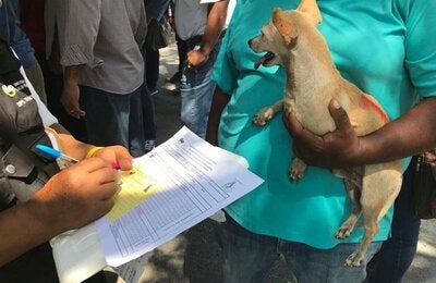 Perro vacunado