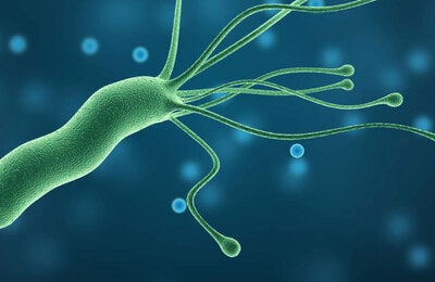 bacteria ericobacter