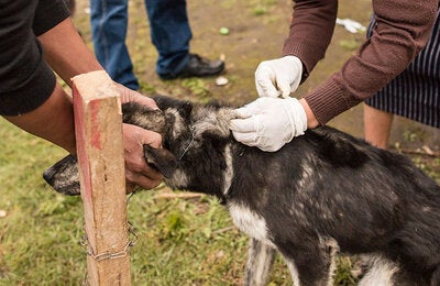 Perro recibiendo vacuna contra la rabia