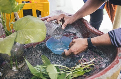 Good use of water containers at home: The female Aedes mosquito lays its eggs every 3 or 4 days in the containers of water. That is why, it is vital to be attentive to water containers currently in use, such, as flower vases, changing the water every 4 days and washing them with soap before replacing with new water.