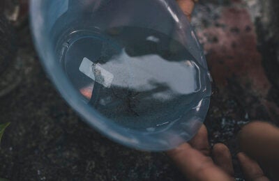 The cycle of the mosquito and larvae: The stagnant water within plant containers is well placed for the accumulation of the vector Aedes aegypti eggs, which then hatch into larvae, become pupae and then finally into adult mosquitoes. 