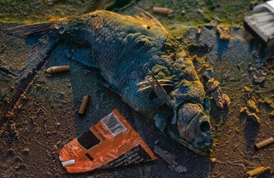 Dead fish due to contaminated waters