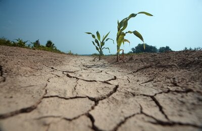 Drought crops