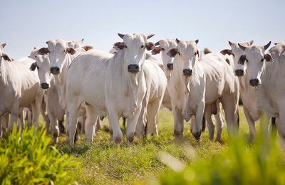 Cattle in the field in South America