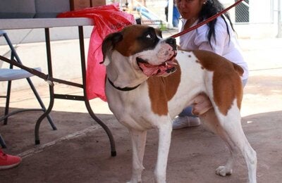 Aplicación de vacuna a un perro