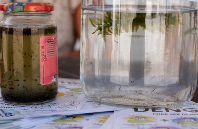 lucha contra el dengue