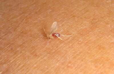 mosquito leishmaniasis