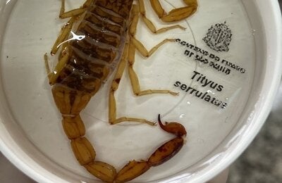 escorpion