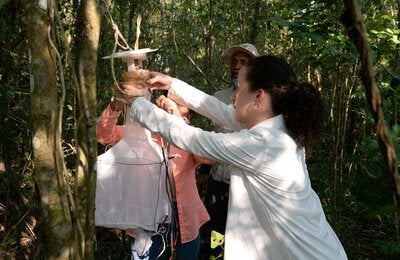 OPS fortalece la vigilancia de los insectos que transmiten leishmaniasis con una capacitación práctica regional en Argentina 