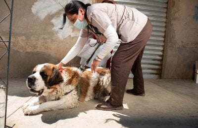 Rabia - Bolivia - Campañas