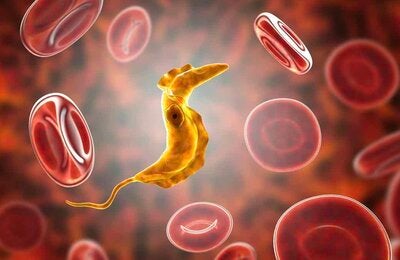 Dia mundial de la enfermedad de chagas