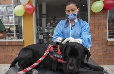 antimicrobianos en animales de compañía