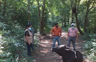 Reina Teresa Velasquez haciendo trabajo de campo supervisión rabia bovina hnd