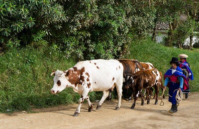 cows