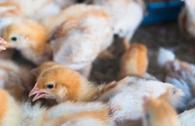 laboratorios fortalecimiento de capacidades