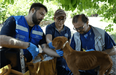 Profesionales a cargo del estudio durante la revisión de uno de los perros de la comunidad