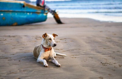 Dog on beach