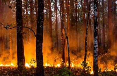 scenic view of trees in a forest during a wildfire