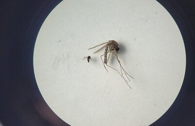 Culicoides paraensis e Culex quinquefasciatus
