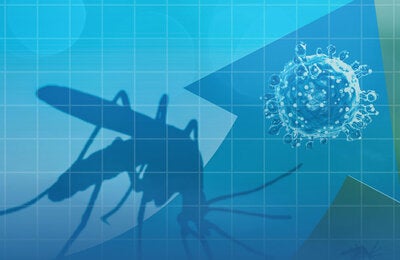 Jejen responsable por la transmisión del Oropouche