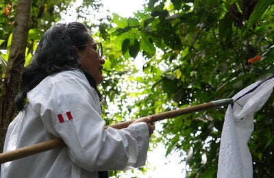 OPS/Adriana Navarro||Personal de salud realizando captura de vectores