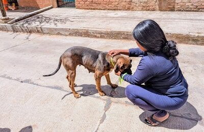 atencion rabia canina