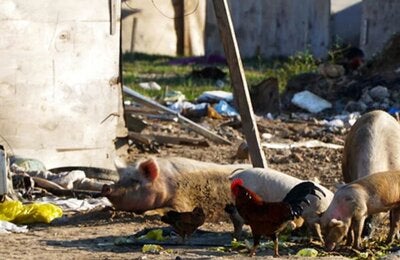 Teniasis/cisticercosis por Taenia solium