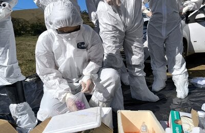 personal de los servicios veterinarios oficiales paramentados en un simulacro de fiebre aftosa