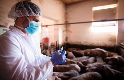 vetrinario con jeringuilla y cerdos detrás