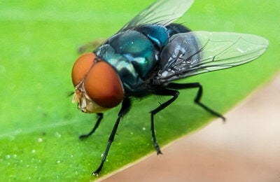 mosca del gusano barrenador