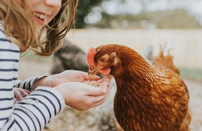 Una niña alimentando con la mano a una gallina marrón en un entorno al aire libre, ilustrando el contacto cercano entre humanos y aves de corral.