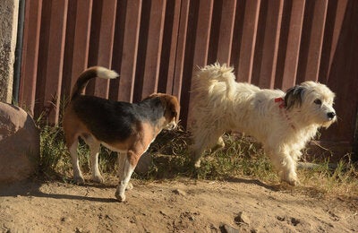 Dos perros caminan por el pueblo solos