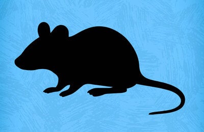  ratones ciervo 