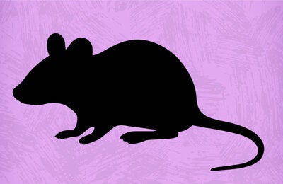  ratones ciervo 