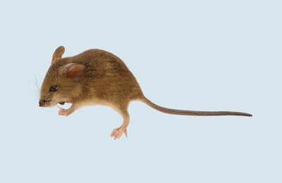 Ratón - Hantavirus