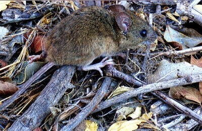 Ratón de cola larga sobre hojas y ramas secas