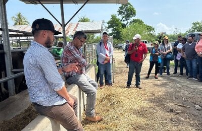 práctica sobre gusano barrenador
