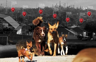 portada de la metodología de estimación de la población de perros y gatos en la que aparece un primer plano de perros caminando con el fondo de ciudad detrás
