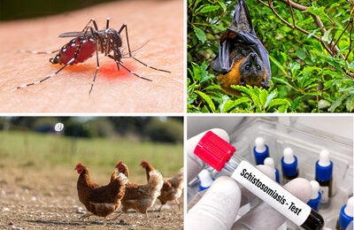 Collage of mosquito, bat, chickens and schistosomiasis image