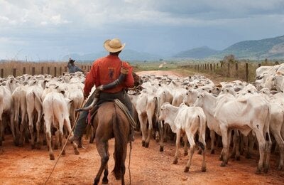 Man on a horse herding cows