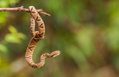 serpiente venenosa bothrops en la naturaleza