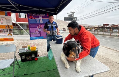 Dog vaccination has been one of Chile's key tools for interrupting rabies transmission and protecting people against the disease.