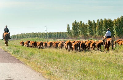 vaqueros y vacas en el campo en Uruguay
