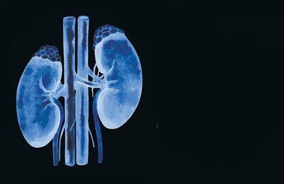 kidneys