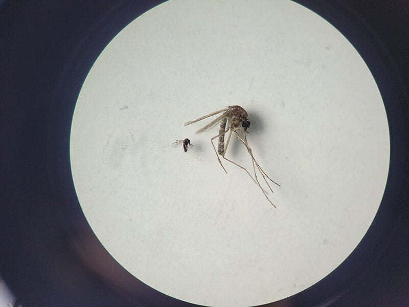 Foto de Culicoides paraensis y Culex quinquefasciatus