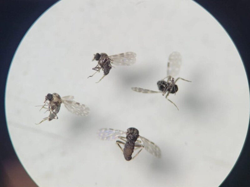 Culicoides paraenses