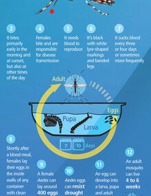 Infographic. What you need to know about Aedes aegypti mosquitoes (jpg)