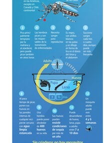 Lo que necesitas saber sobre el mosquito "Aedes aegypti" (versión JPG)