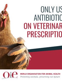 postcard oie vet prescription