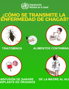 Redes sociales: ¿Cómo se transmite la enfermedad de Chagas?